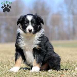 Special, Border Collie Puppy