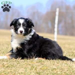 Special, Border Collie Puppy