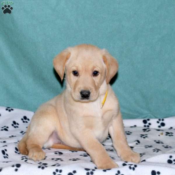 Spencer, Yellow Labrador Retriever Puppy