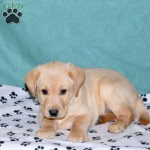 Spencer, Yellow Labrador Retriever Puppy