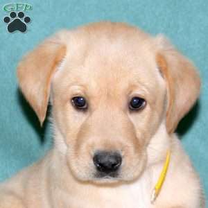 Spencer, Yellow Labrador Retriever Puppy