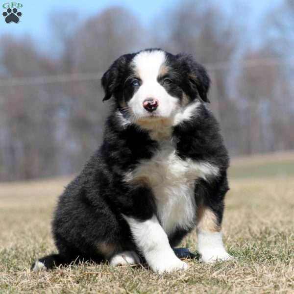 Spiffy, Border Collie Puppy