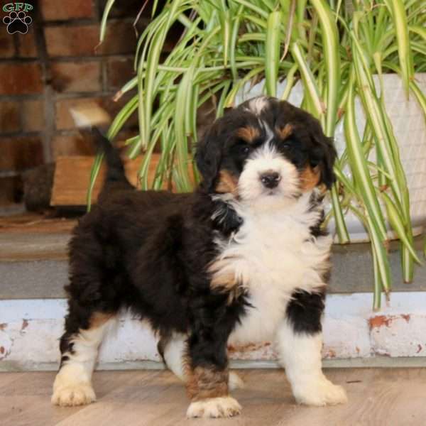 Spiffy, Mini Bernedoodle Puppy