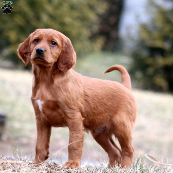 Spiffy, Irish Setter Puppy