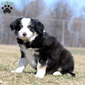 Spiffy, Border Collie Puppy