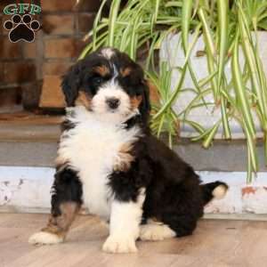 Spiffy, Mini Bernedoodle Puppy