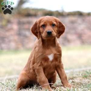 Spiffy, Irish Setter Puppy