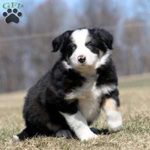 Spiffy, Border Collie Puppy