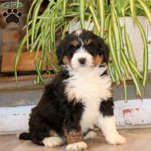 Spiffy, Mini Bernedoodle Puppy