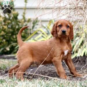 Spiffy, Irish Setter Puppy