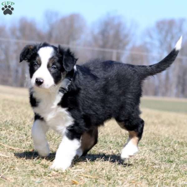 Spike, Border Collie Puppy