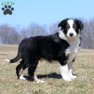 Spike, Border Collie Puppy