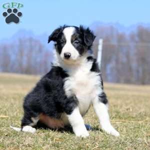 Spike, Border Collie Puppy