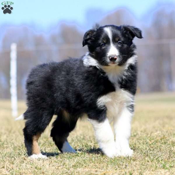 Splash, Border Collie Puppy