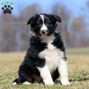 Splash, Border Collie Puppy