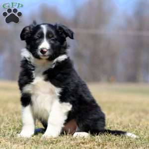 Splash, Border Collie Puppy