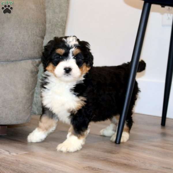 Splash, Mini Bernedoodle Puppy