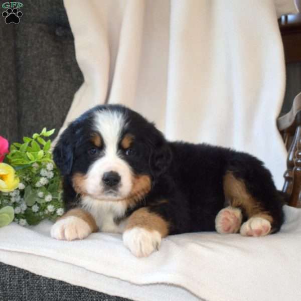 Stella, Bernese Mountain Dog Puppy