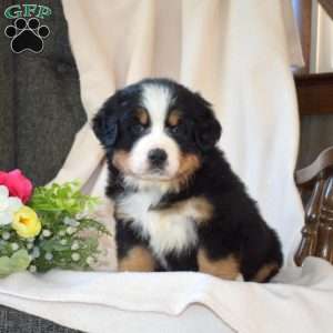 Stella, Bernese Mountain Dog Puppy