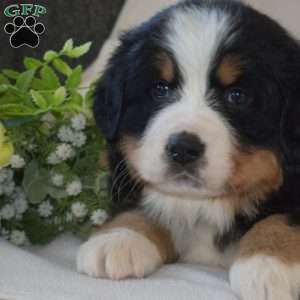 Stella, Bernese Mountain Dog Puppy