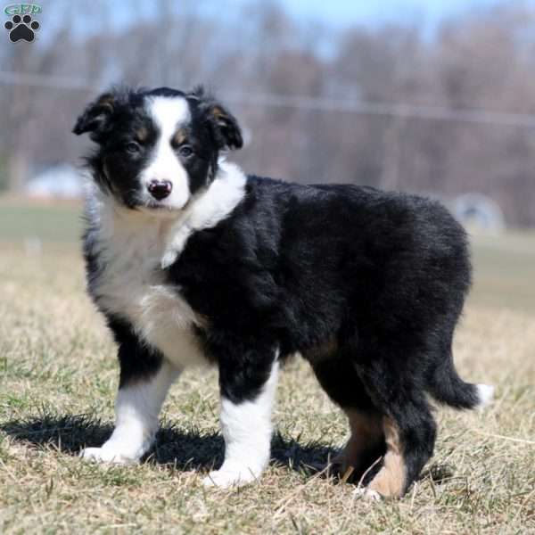 Stella, Border Collie Puppy