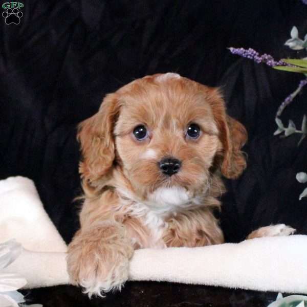 Stella, Cavapoo Puppy