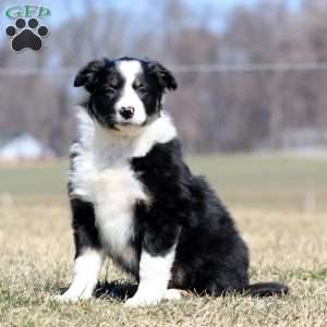 Stella, Border Collie Puppy