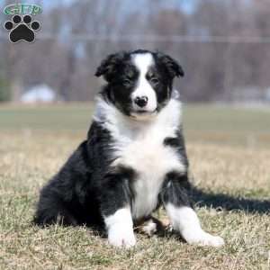 Stella, Border Collie Puppy