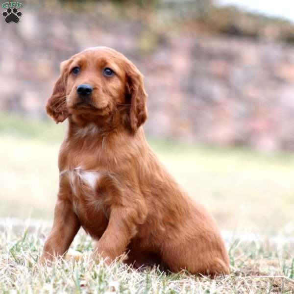 Strike, Irish Setter Puppy