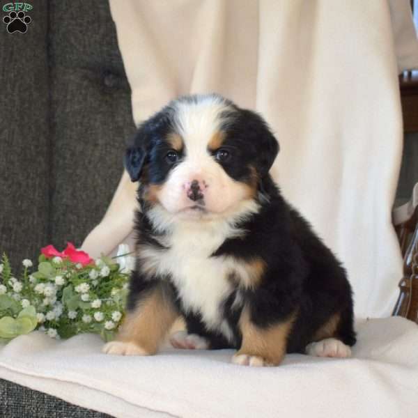 Summer, Bernese Mountain Dog Puppy