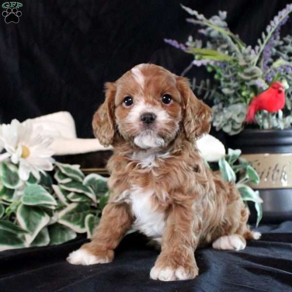 Summer, Cavapoo Puppy