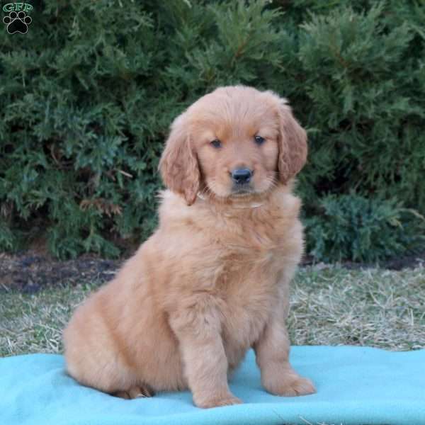 Sunshine, Goldendoodle Puppy