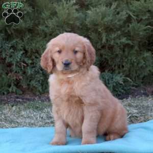 Sunshine, Goldendoodle Puppy