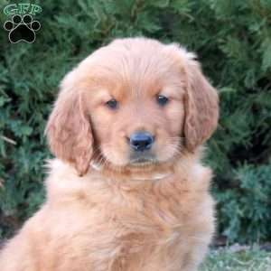 Sunshine, Goldendoodle Puppy