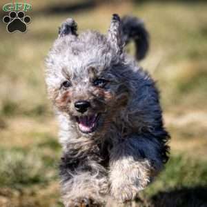 Sven, Cavapoo Puppy