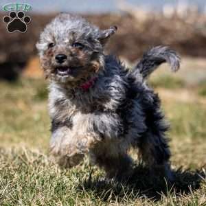 Sven, Cavapoo Puppy