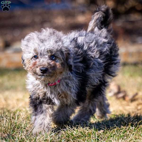 Sven, Cavapoo Puppy