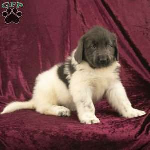 Sweetie, Newfoundland Puppy