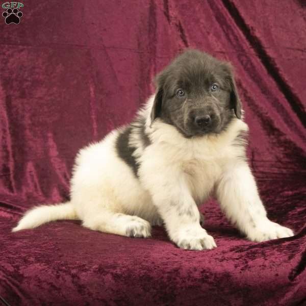 Sweetie, Newfoundland Puppy