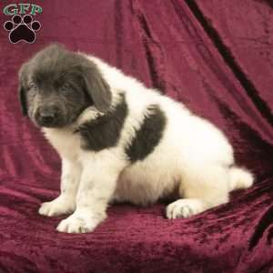 Sweetie, Newfoundland Puppy