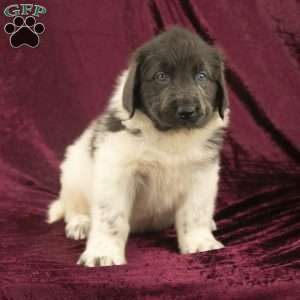 Sweetie, Newfoundland Puppy