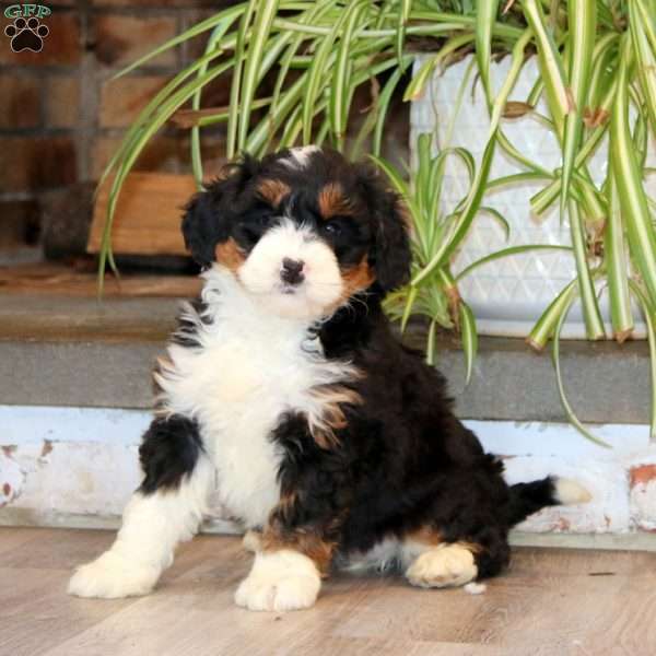 Sweets, Mini Bernedoodle Puppy