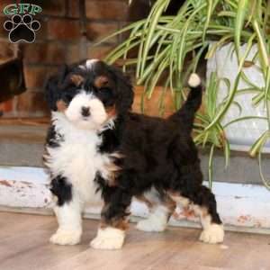 Sweets, Mini Bernedoodle Puppy