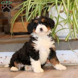 Sweets, Mini Bernedoodle Puppy