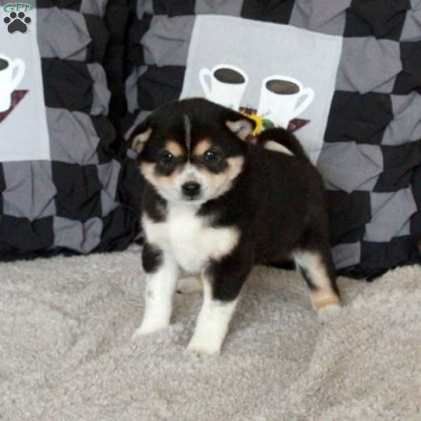 Tabby, Shiba Inu Puppy