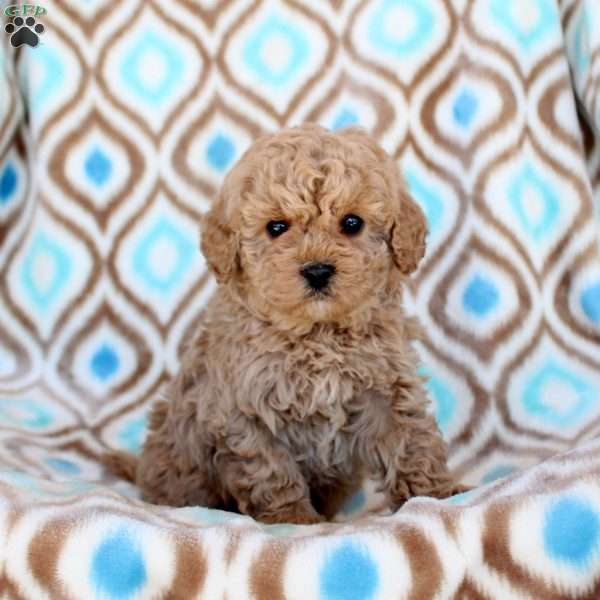 Taffy, Miniature Poodle Puppy