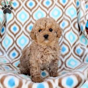 Taffy, Miniature Poodle Puppy