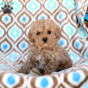 Taffy, Miniature Poodle Puppy