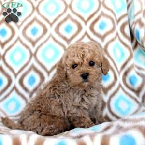 Taffy, Miniature Poodle Puppy