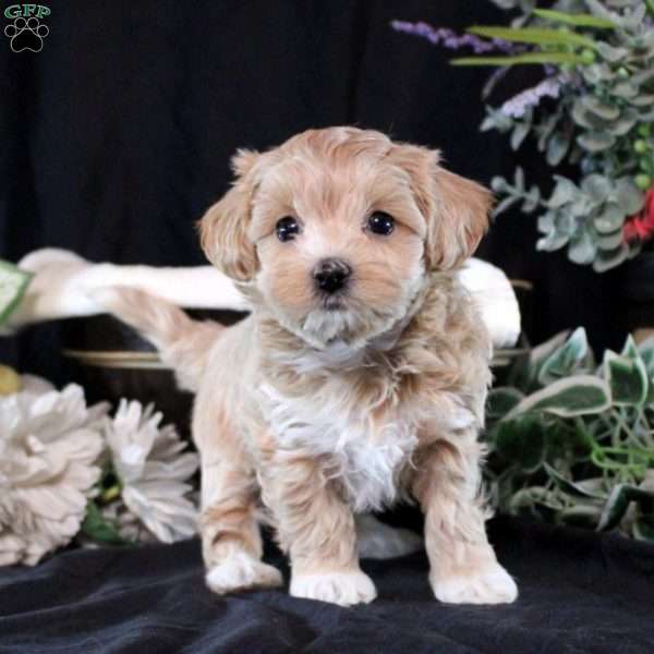 Talia, Maltipoo Puppy